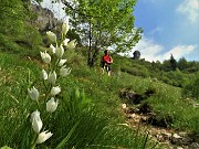 15 Cefalantera maggiore (Cephalanthera longifolia)